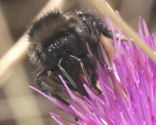 Bombus pomorum